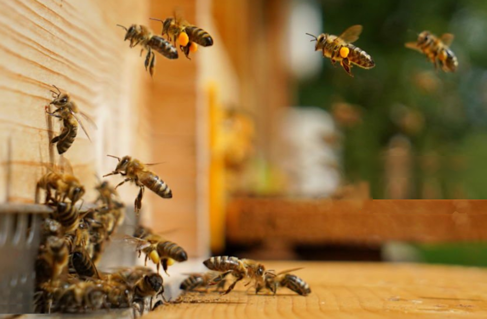 Bee hive entrance