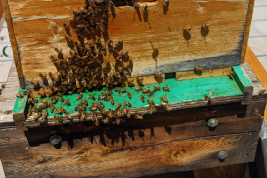 Bivouac Bee Keeping
