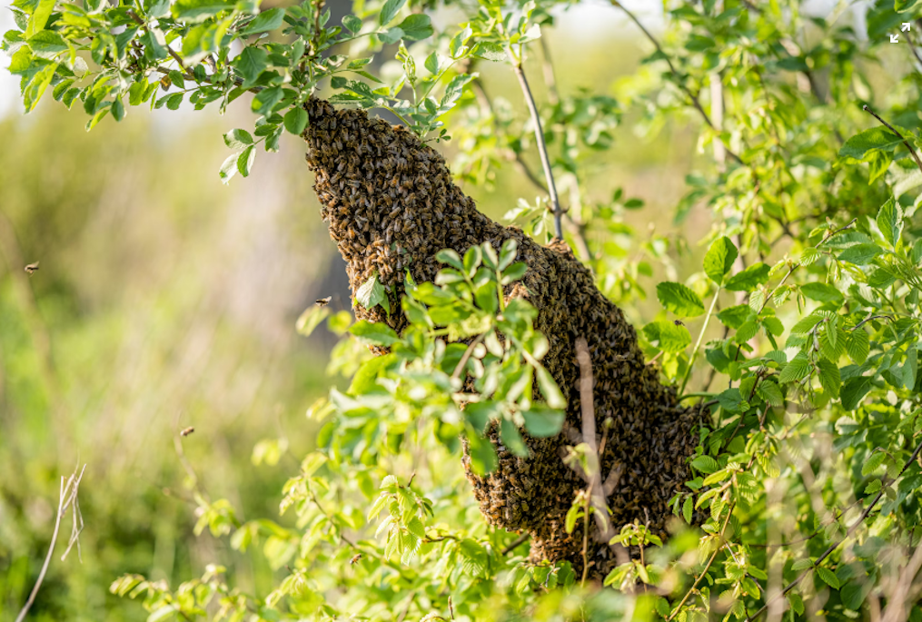Bees on trees